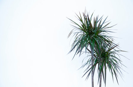 Dracaena on a white background with space for text. high quality photoの写真素材