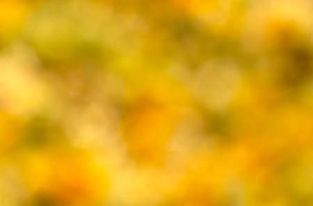 Yellow, autumn, abstract blurred background with bokeh. high quality photoの写真素材