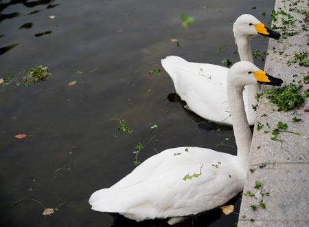 Two white swans on a pond in a city park. high quality photoの写真素材