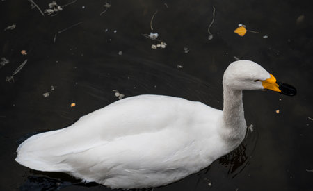 A white swan swims in a city park pond. high quality photoの写真素材