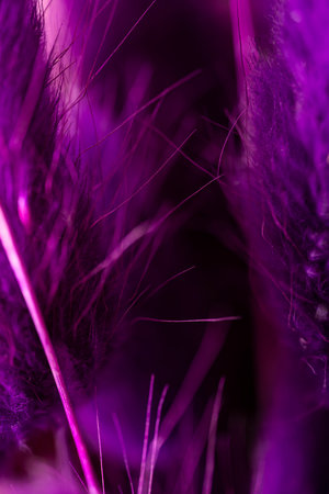 Vertical abstract purple background without focus in blur. high quality photoの写真素材