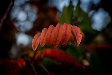 Bright orange rowan leaves. Autumn background for postcards, screen savers, covers. high quality photoの写真素材
