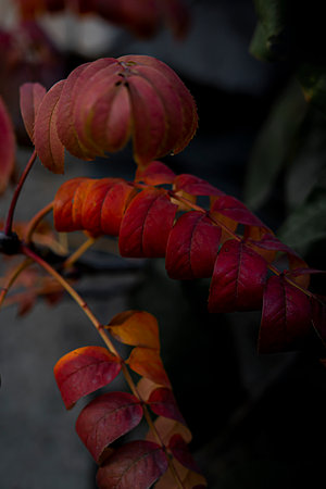 Bright red rowan leaves on a dark atmospheric background in blur. Autumn background for postcards, screen savers, covers. high quality photoの写真素材