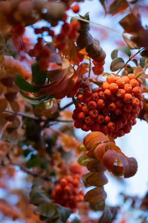 Rowan in bright leaves in October. Autumn background for postcards, screen savers, covers. high quality photoの写真素材