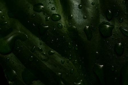 Dark green leaf with water drops close up. Floral background for the screensaver. high quality photoの写真素材