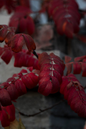 Bright orange rowan leaves. Autumn background for postcards, screen savers, covers. high quality photoの写真素材