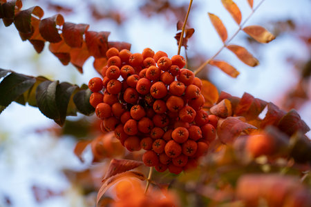 Rowan in bright leaves in October. Autumn background for postcards, screen savers, covers. high quality photoの写真素材