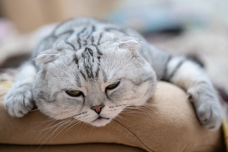 Scottish fold cat with green eyes and gray merle coat. The cat lies on the sofa and falls asleep. high quality photoの写真素材