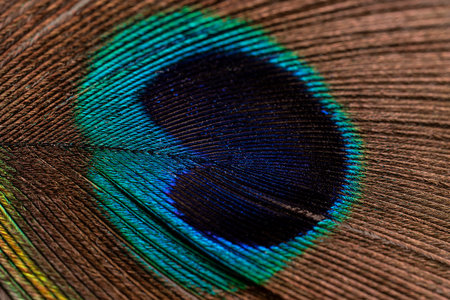 Peacock feather close up. high quality photoの写真素材