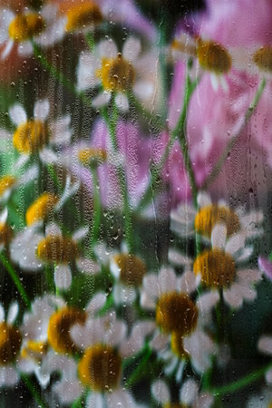 Daisies through a wet glass with drops of water. Floral blurred background without focus for postcard, screen saver, cover. high quality photoの写真素材