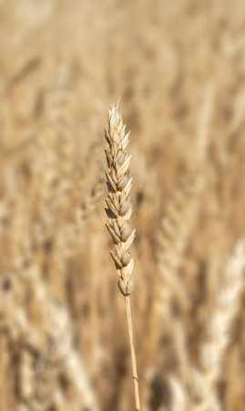 Ear of wheat close-up. Wheat field in blur. vertical background. high quality photoの写真素材