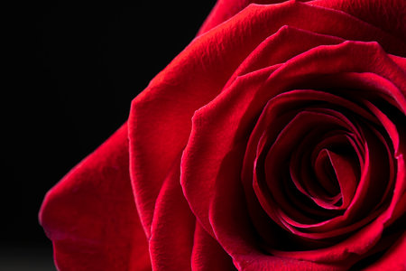 Red rose on a blurred background with space for text. Floral background for photo wallpaper, screen saver, banner. High quality photo The soft focus of the photo is not in sharpness.の写真素材