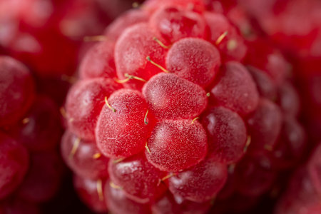 Macro shot of ripe juicy raspberries. Close up of a berry. Background with place for text. high quality photoの写真素材