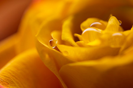 Drops after the rain on a yellow-orange rose. macro shot. Greeting card for mother's day, valentine's day, international women's day.の写真素材