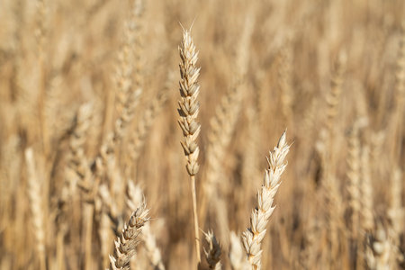 Wheat field before grain harvest. high quality photoの写真素材