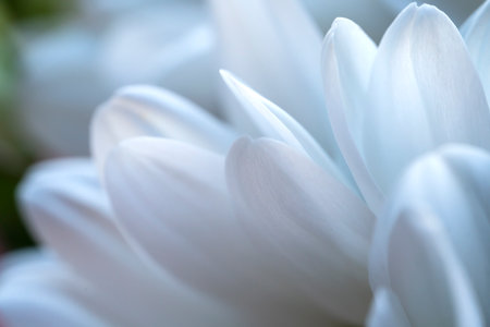 Gentle petals of a white chrysanthemum close-up. Light, delicate background for postcards, covers, story backgrounds. High quality photo Blurred photo out of focusの写真素材