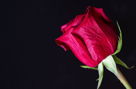 Red rose on a blurred background with space for text. Floral background for photo wallpaper, screen...