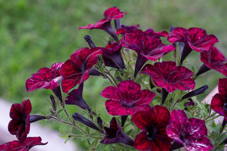 Close-up of a deep purple petunia. high quality photoの写真素材