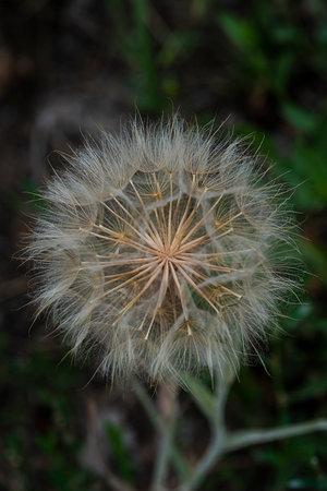 Dandelion seeds close up. Vertical floral background, screensaver, photo wallpaper, postcard,...