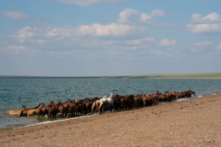 A herd of horses are cooling in the water on the shore of the lake. high quality photoの写真素材