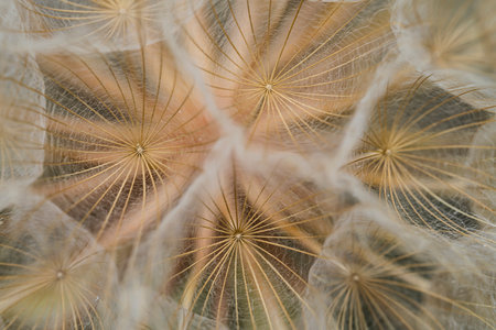 Dandelion seeds close up. Floral background, screensaver, photo wallpaper, postcard. High quality photo Blurred photo out of focusの写真素材