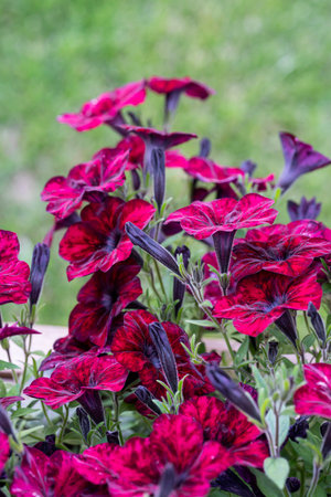 Close-up of a deep purple petunia. high quality photoの写真素材