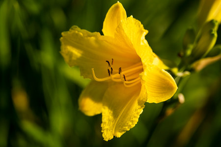 Yellow lily close-up on a green background with space for text. Floral background for postcard or cover.の写真素材