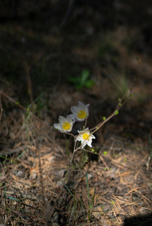 May snowdrops in a pine forest. high quality photo
