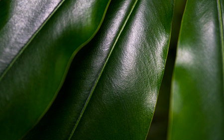 Dark green background of large tropical leaves. high quality photo