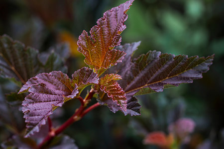 Burgundy leaves of the plant close-up. Autumn floral background with space for pastry for postcard or blog. high quality photoの写真素材