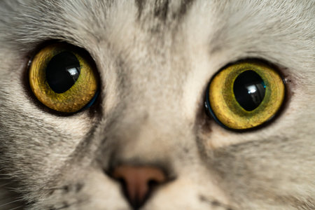 Close-up eyes of an adult scottish fold cat. high quality photoの写真素材
