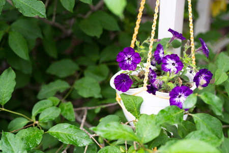 Purple petunia flowers in a hanging pot. high quality photoの写真素材