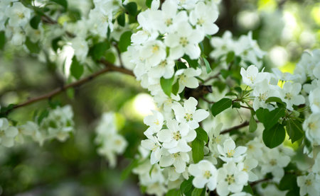 Blooming apple tree. Lilac flowers close up. Soft focus blur. Floral background with copyspace.High...