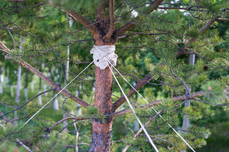 Freshly planted seedlings of trees (pines) are secured against falling from the wind. high quality photoの写真素材