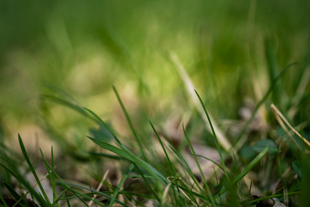 green grass close up. Green background in blur with place for text. high quality photoの写真素材