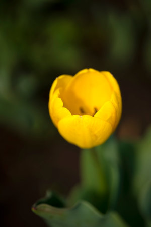 Lonely yellow tulip on a green background. high quality photoの写真素材