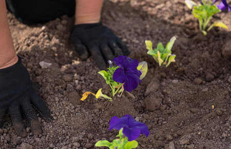 A woman plants flowers (petunias) in the ground in a street flowerbed. high quality photoの写真素材