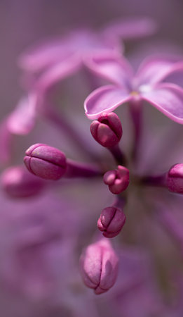 Lilac flowers close up. Floral background with place for text. high quality photoの写真素材