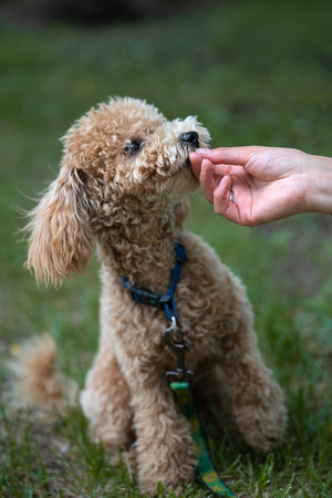 Portrait of a cute caramel mini poodle on a green background. Portrait of a cute caramel mini poodle on a green background. The owner feeds the dog from her hand. high quality photoの写真素材