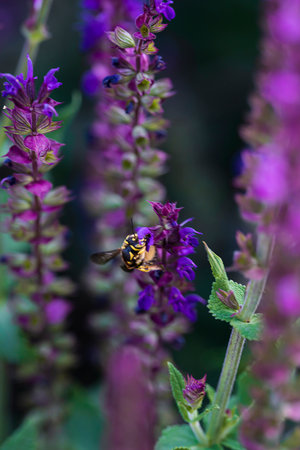 Blooming sage oak. purple flowers close up. floral background. high quality photoの写真素材
