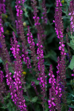 Blooming sage oak. Purple flowers similar to lavender. floral background. high quality photoの写真素材