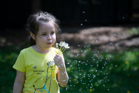 A six year old girl blows on dandelions. high quality photoの写真素材