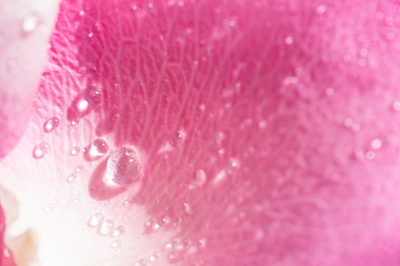 Water drops on a rose petal close-up. Floral background with place for text. high quality photoの写真素材
