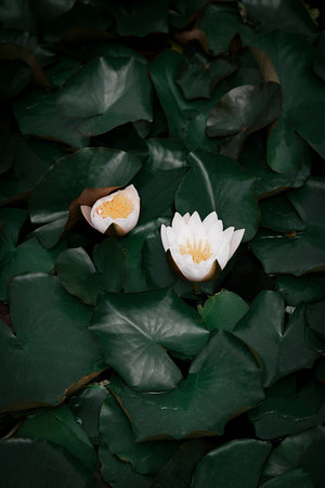 Flowering water lily. Deep green floral background. High quality photoの写真素材