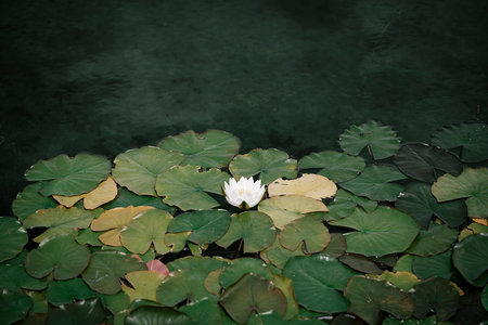 Flowering water lily. Deep green floral background. High quality photoの写真素材