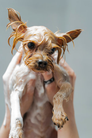 Grooming a dog in a pet haircut salon. The dog is washed after grooming. High quality photoの写真素材