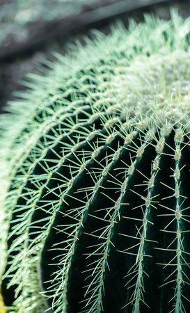 Cactus close up. Deep green, floral background. High quality photoの写真素材