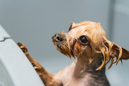 Grooming a dog in a pet haircut salon. The dog is washed after grooming. High quality photoの写真素材