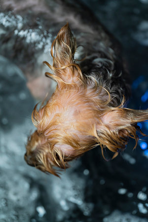 Grooming a dog in a pet haircut salon. The dog is washed after grooming. High quality photoの写真素材