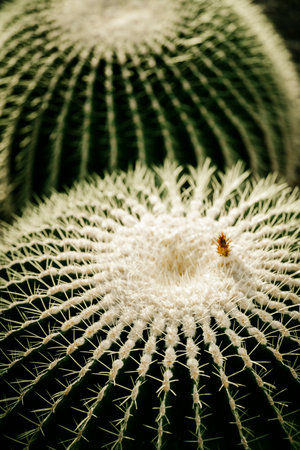 Cactus close up. Deep green, floral background. High quality photoの写真素材